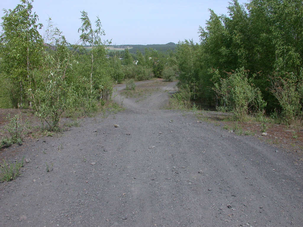 Arriva con il caldo...   QUIZ